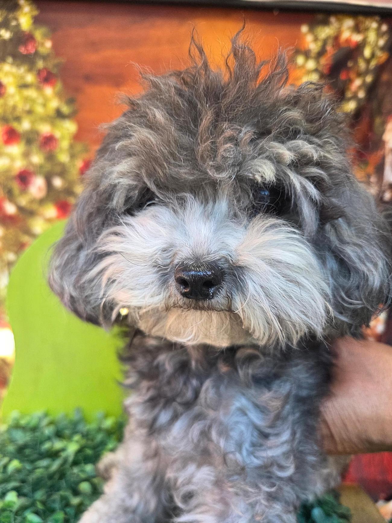 종료(입양) 토이 …